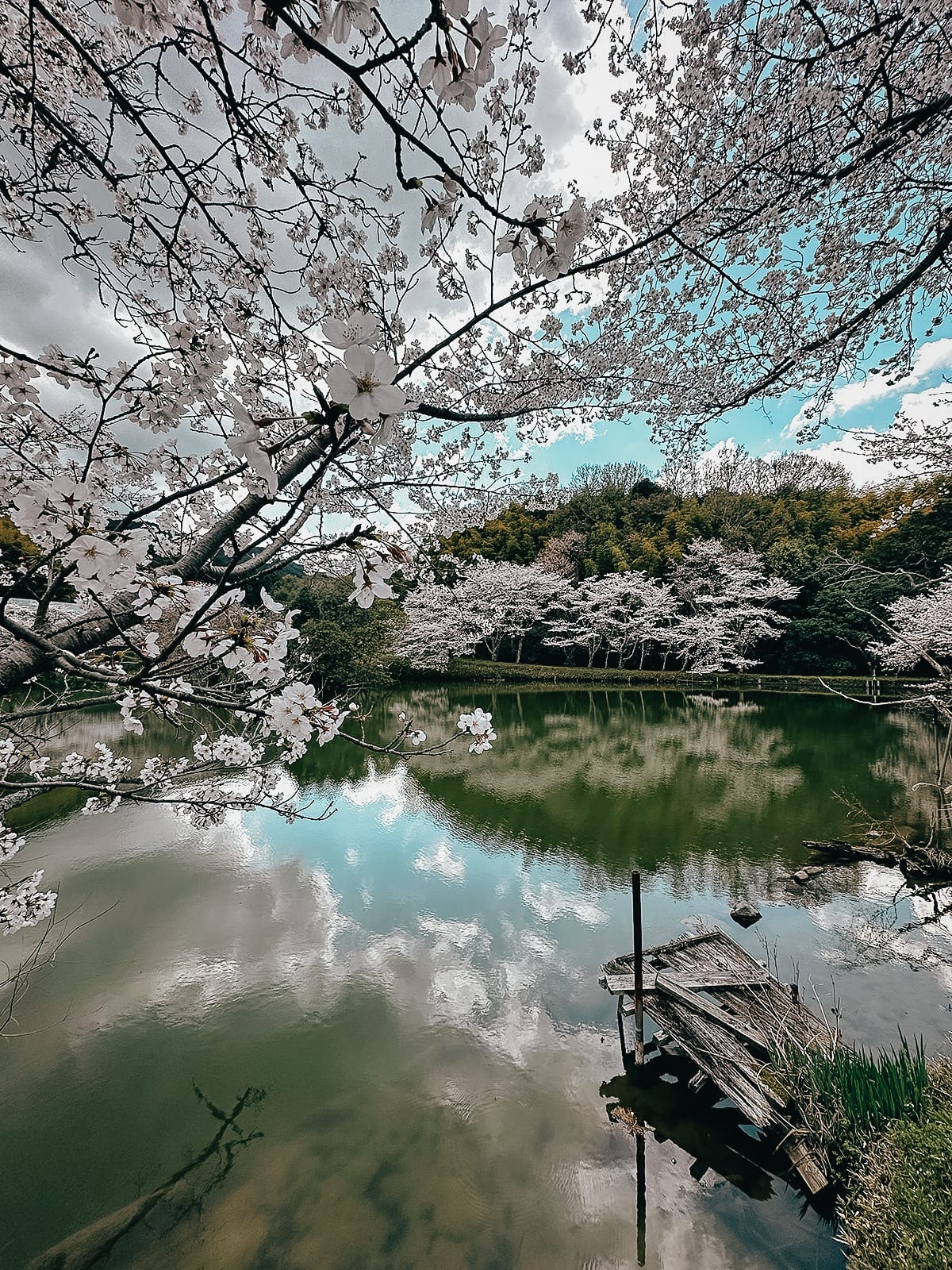 Yamanobe-no-michi Trail Cherry blossoms around a pond