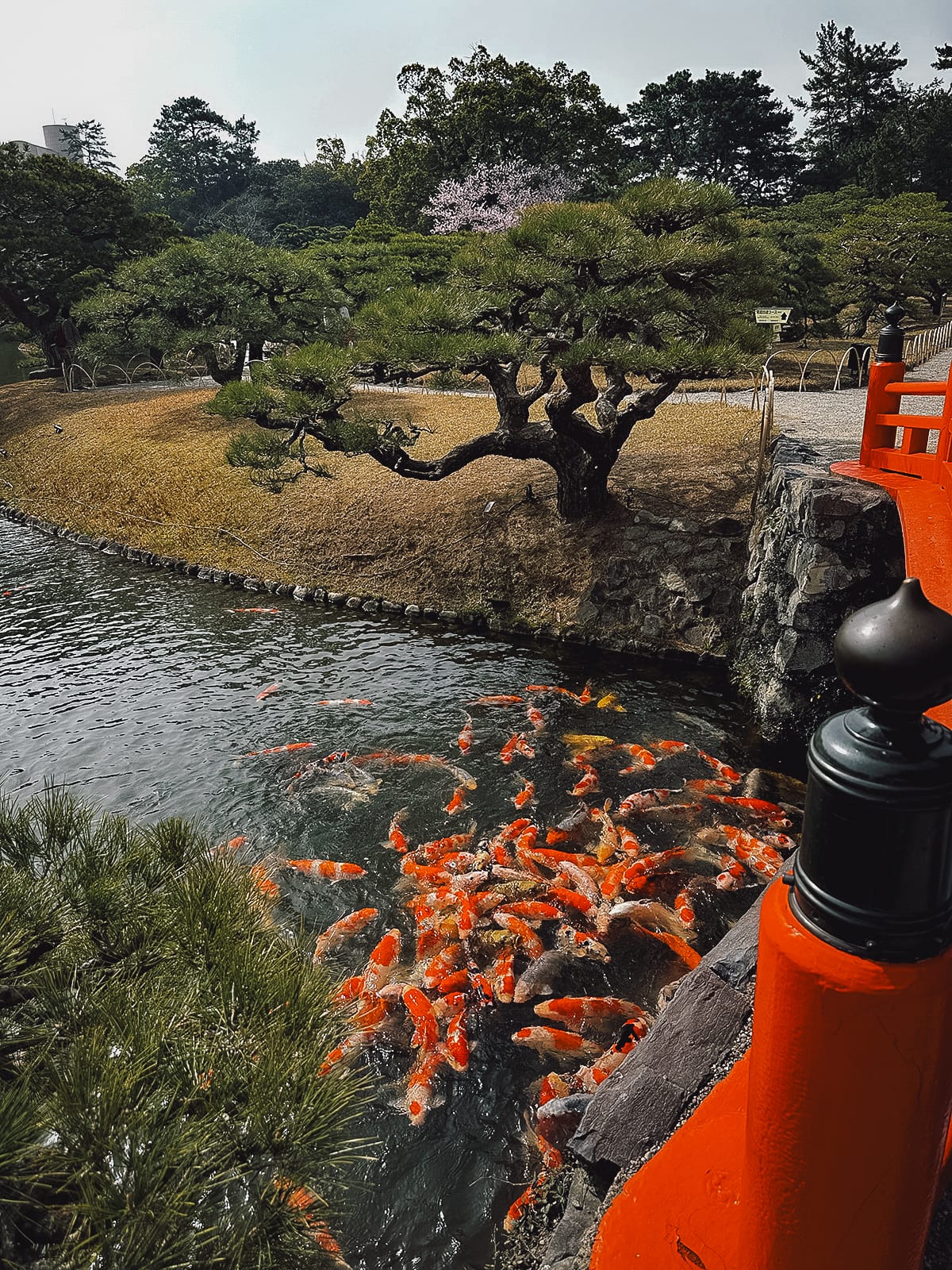 Ritsurin Koen Pond with koi