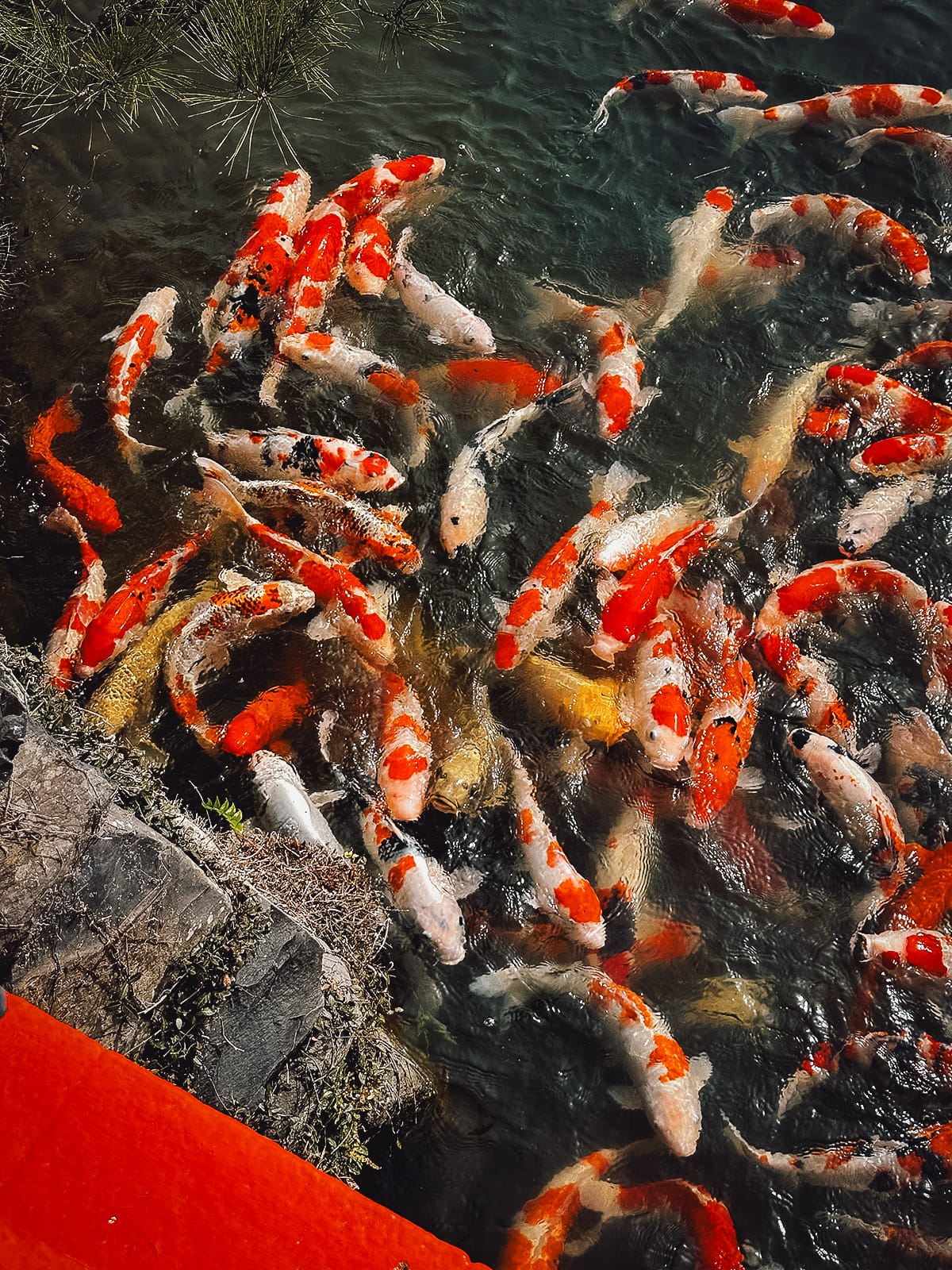Ritsurin Koen Feeding koi