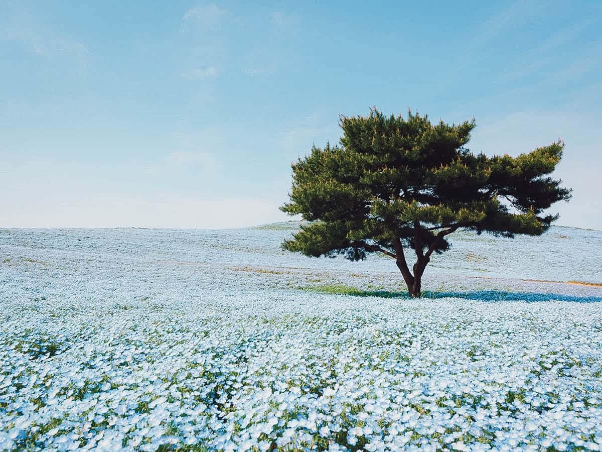 Day Trips from Tokyo Hitachi Seaside Park