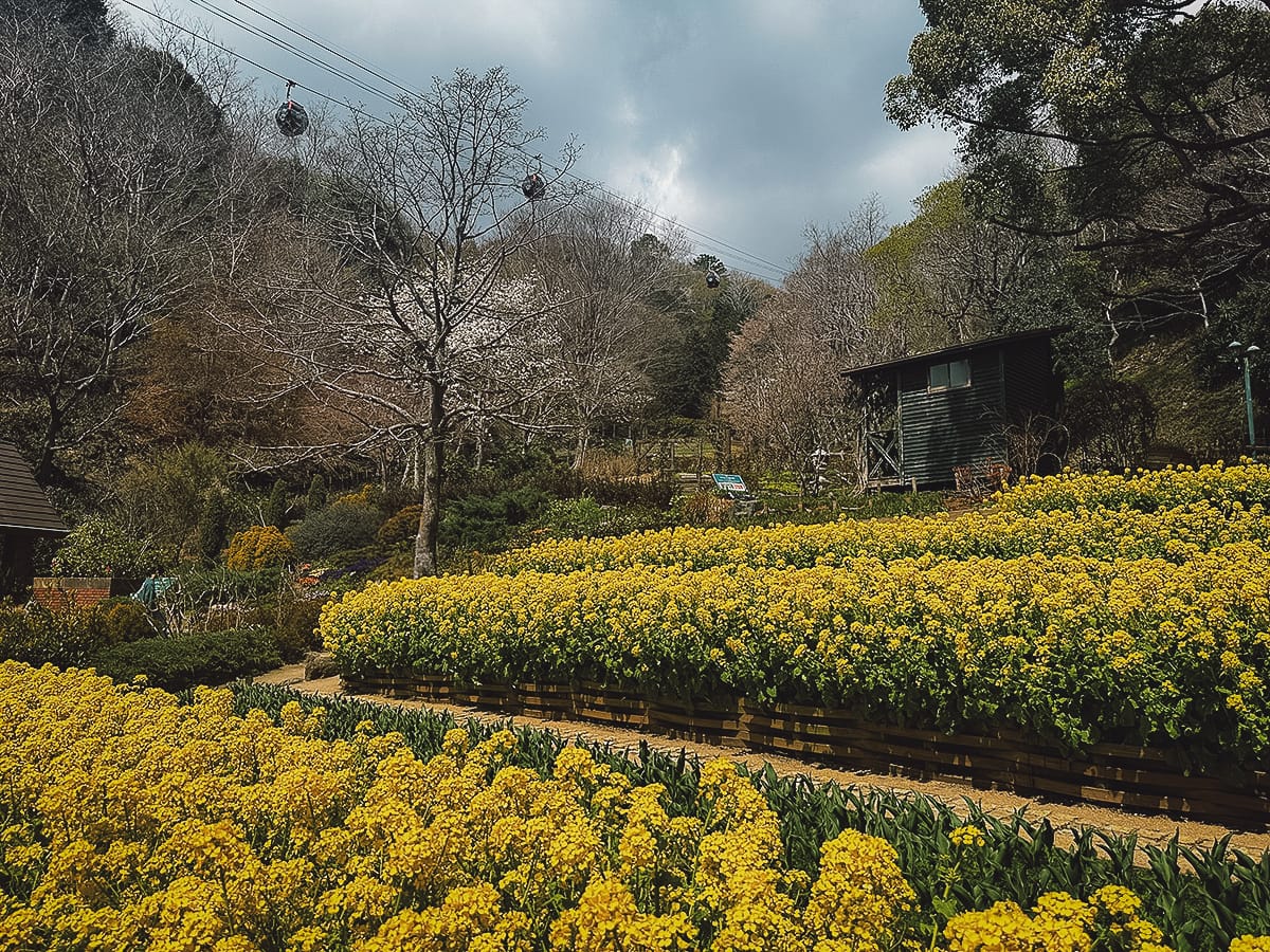 Kobe Travel Guide Flowers at Nunoboki Herb Gardens