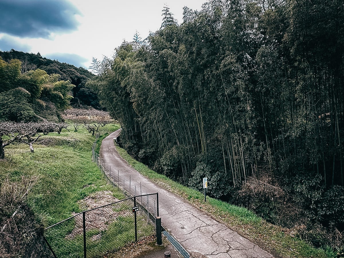 Yamanobe-no-michi Trail Bamboo forest along the trail