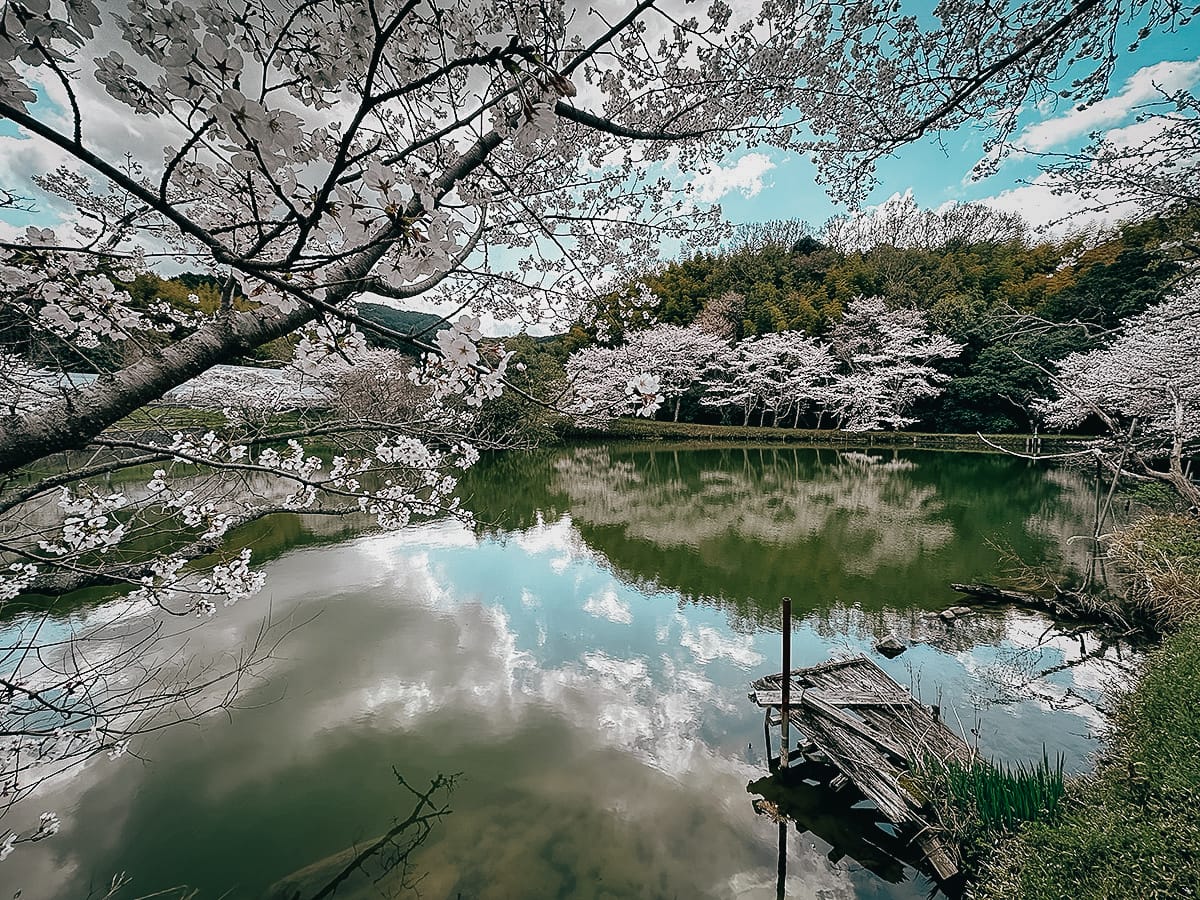 Pond with cherry blossoms along the Yamanobe-no-michi trail
