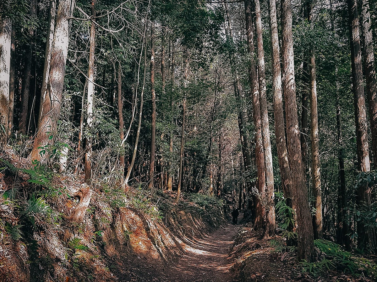Yamanobe-no-michi Trail Forested section of the trail