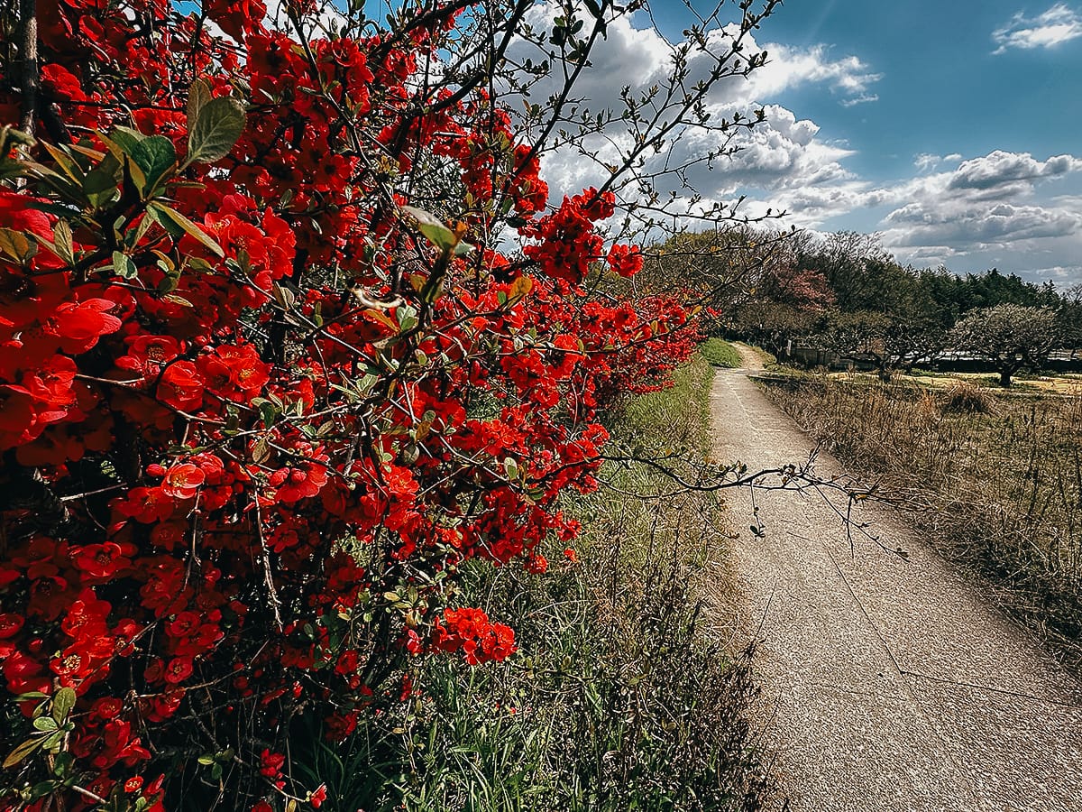 Yamanobe-no-michi Trail Red flowers by the side of the road