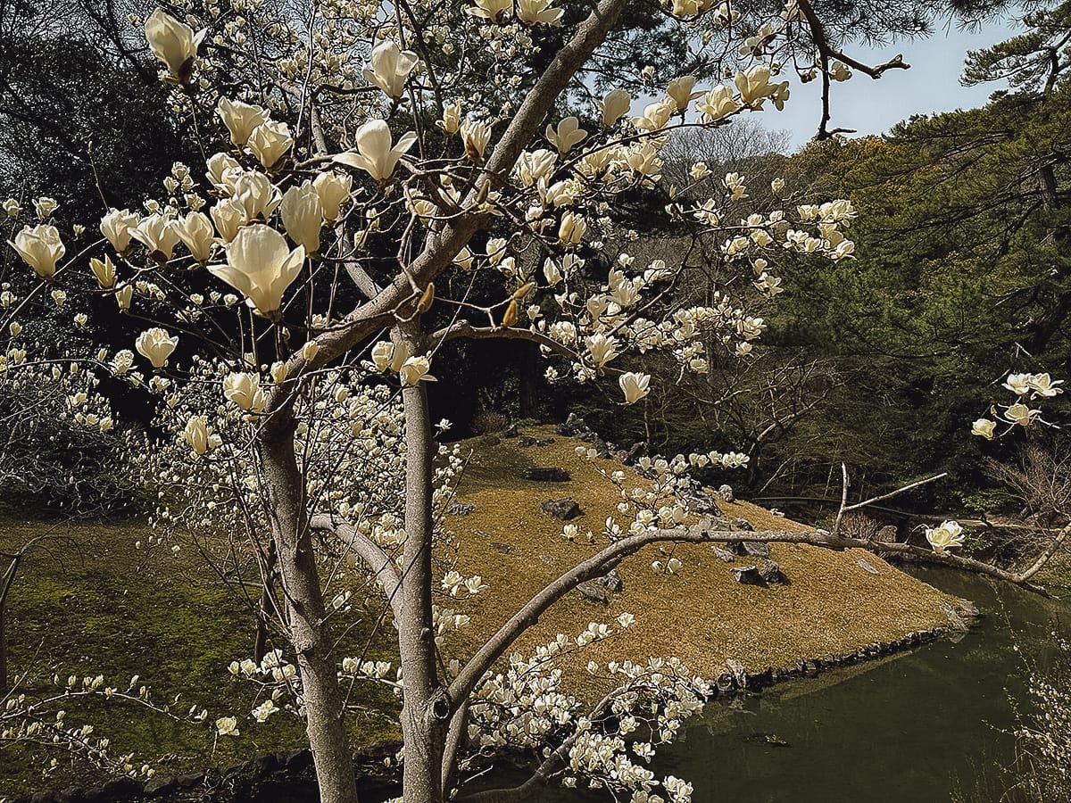 Ritsurin Koen Tree starting to bloom with white flowers